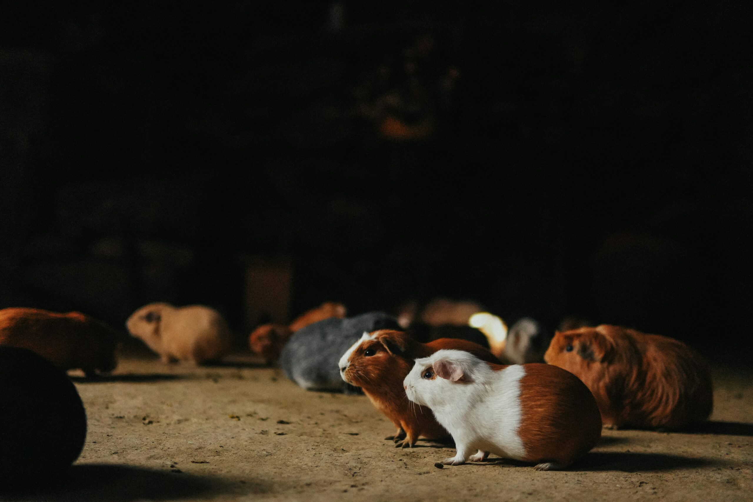 How to Bond with Your New Guinea Pig