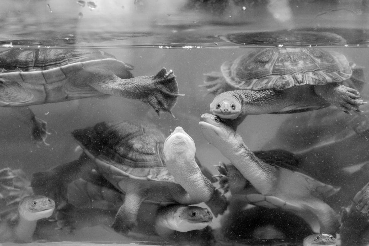 The Impact of Plastic Waste on Marine Life