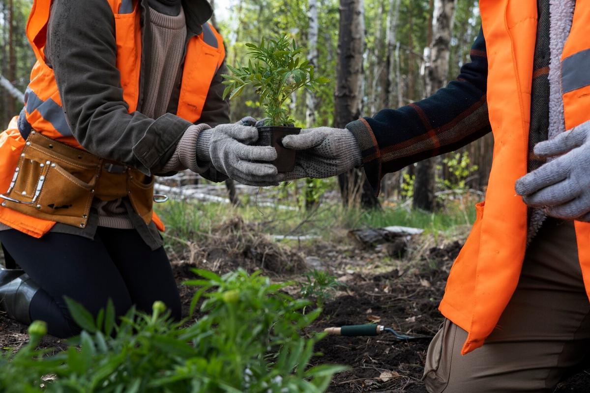 How Reforestation Projects Help Wildlife Habitats