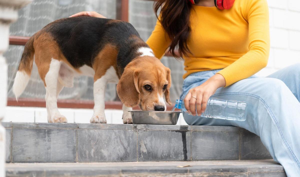 The Importance of Hydration for Pet Health
