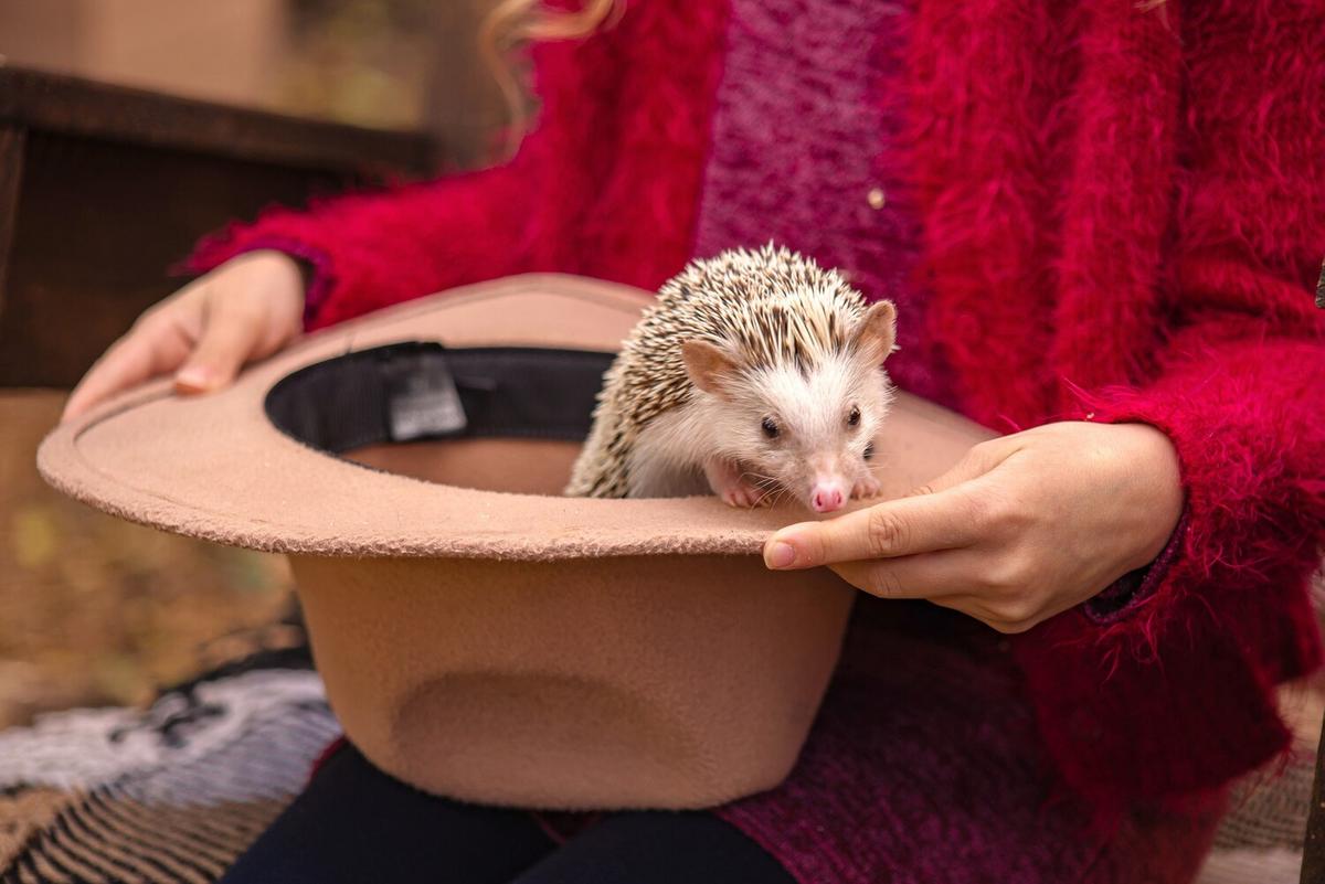 How to Create an Ideal Habitat for Hedgehogs
