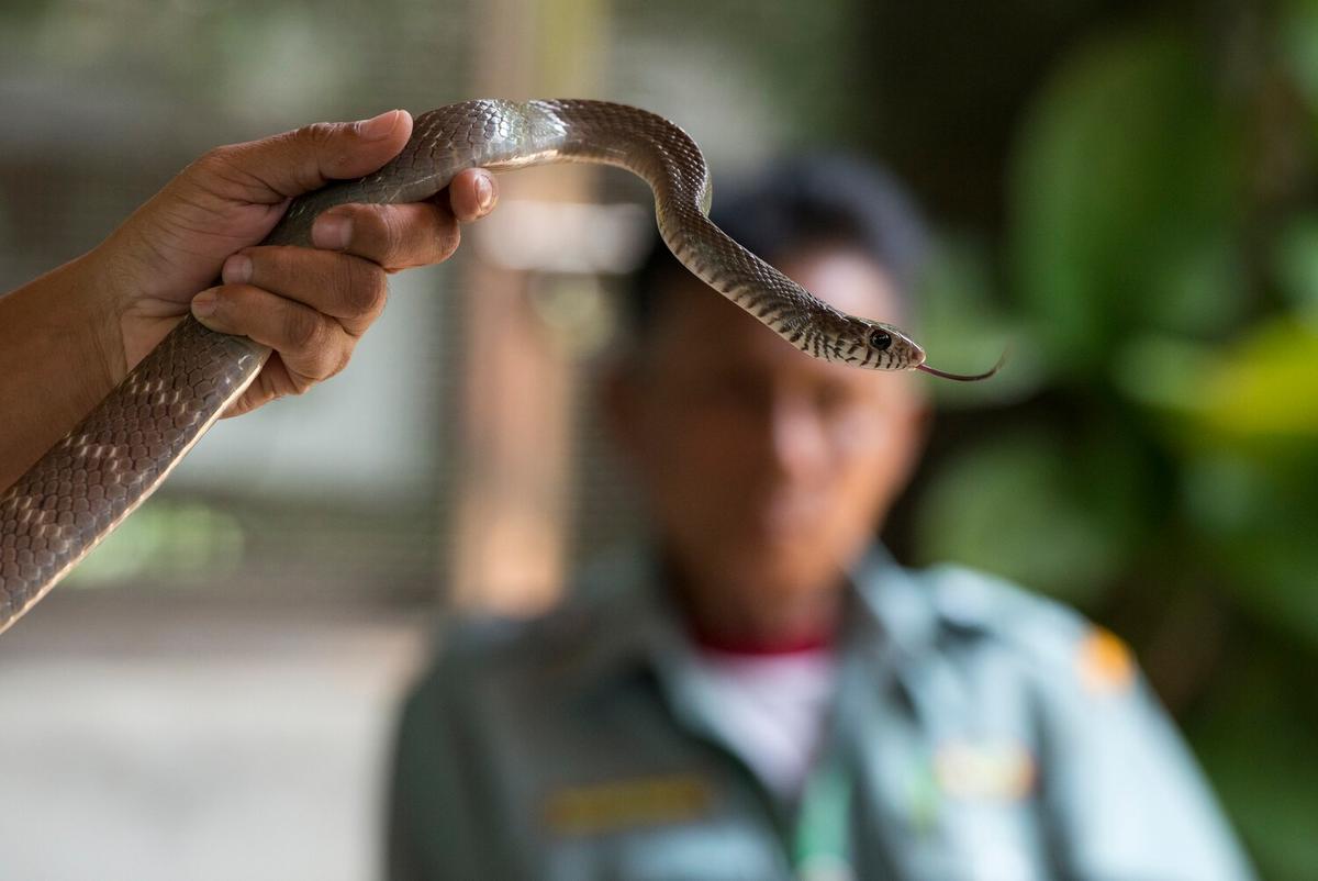Safety Tips for Handling Pet Snakes