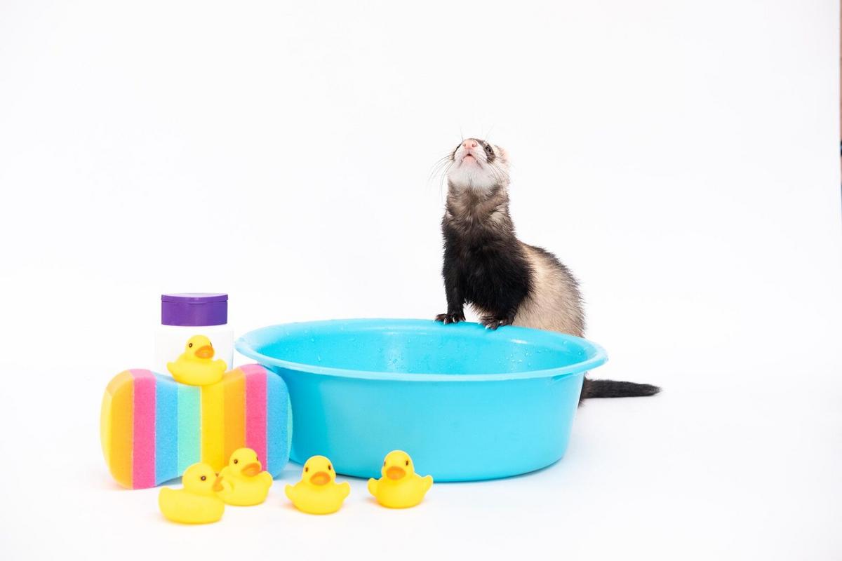 The Ultimate Guide to Caring for Your Pet Ferret